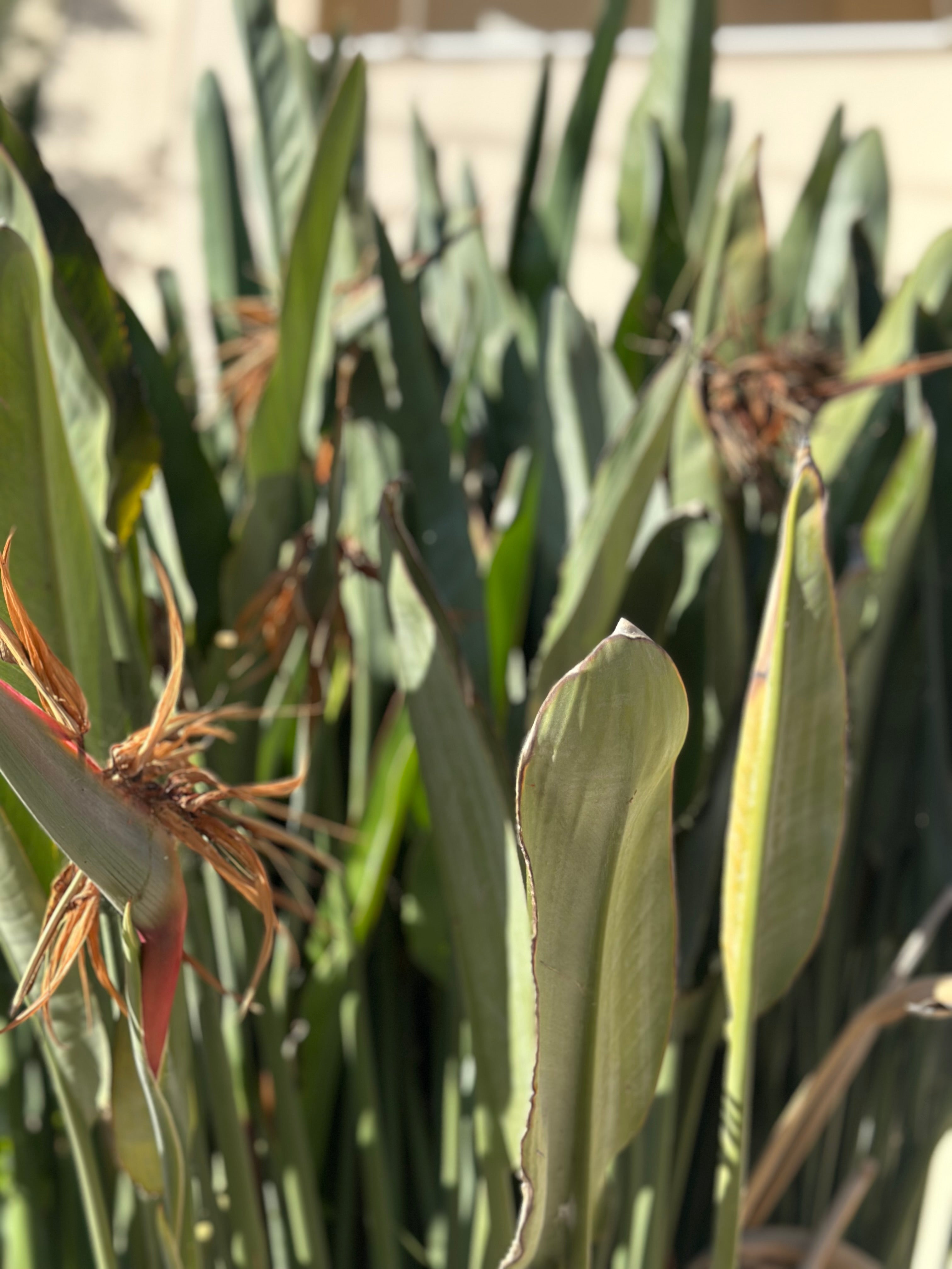 Φόρεμα ειδικού κοψίματος