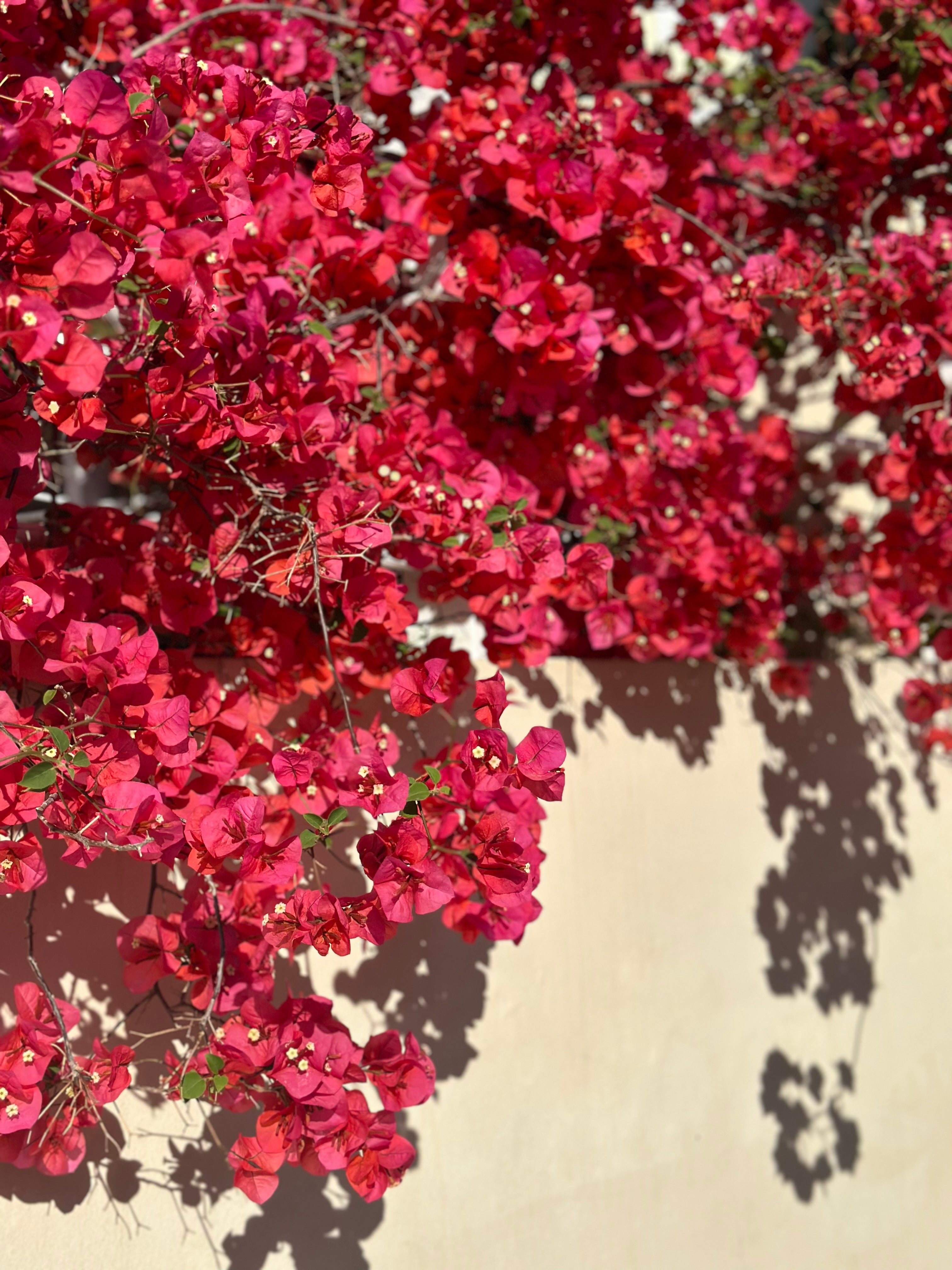 Φόρεμα ειδικού κοψίματος